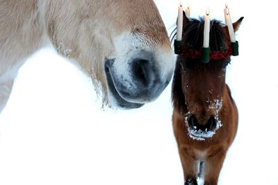 Close-up of goat