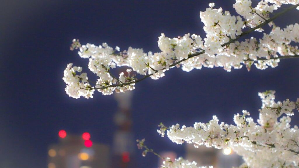 flower, freshness, cherry blossom, branch, tree, fragility, growth, cherry tree, blossom, low angle view, white color, beauty in nature, nature, blooming, in bloom, petal, springtime, fruit tree, twig, apple blossom