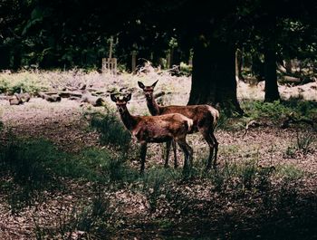 Deer in a forest