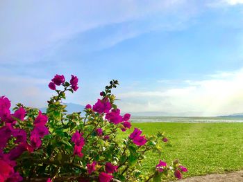 Pink flowering plants on field against sky