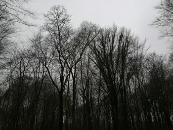 Low angle view of trees against sky