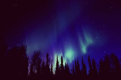 Low angle view of silhouette trees against sky at night