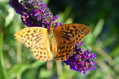 Close-up of butterfly pollinating on purple flower