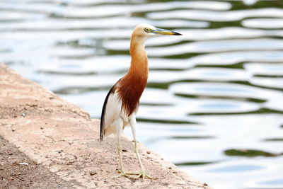 Close-up of bird perching on land by lake