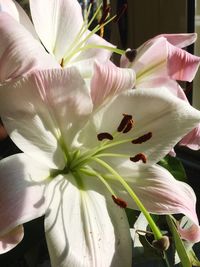 Close-up of day lily