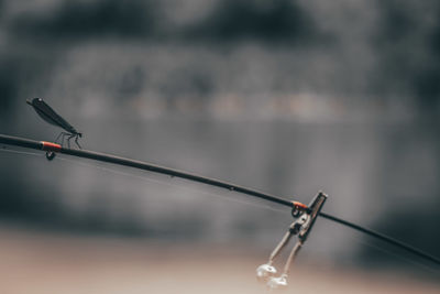 Close-up of fishing rod on rope