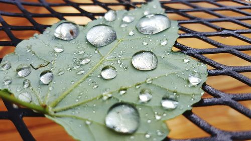 Close-up of wet leaf on metal grate during rainy season