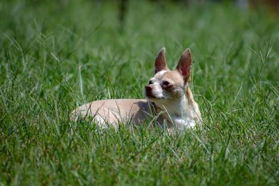 Portrait of a dog on field