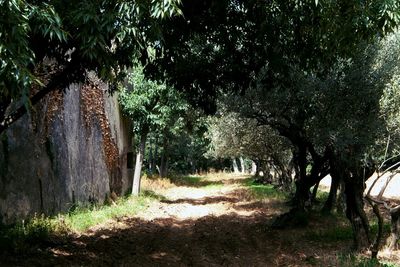 Dirt road passing through forest