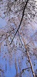 Low angle view of bare trees against sky