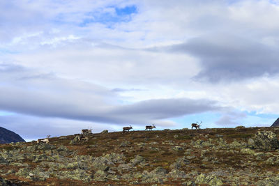 Reindeer in mountains