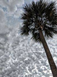 Low angle view of palm tree against sky