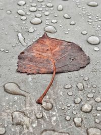 High angle view of raindrops on leaf