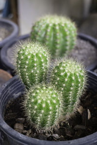 Close-up of succulent plant