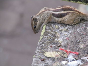 Close-up of squirrel on rock