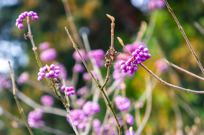 Close-up of pink flowering plant