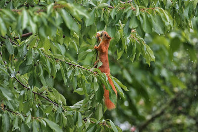 Close-up of a lizard on tree