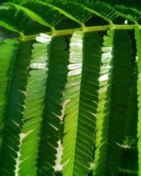 Close-up of green leaves