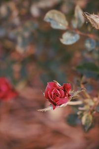 Close-up of red rose