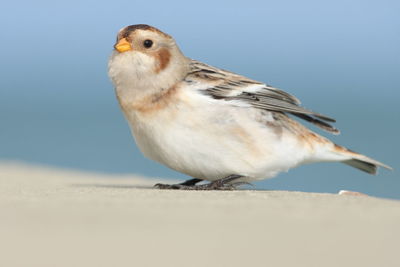 Close-up of bird perching on wall