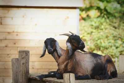 Two goats on wood