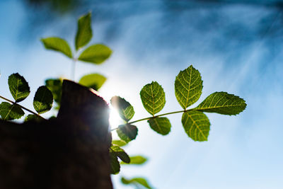 Low angle view of leaves on plant against sky