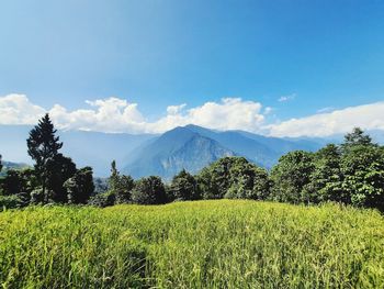 Scenic view of field against sky