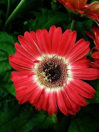 Close-up of red flower blooming outdoors