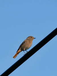 Low angle view of bird perching