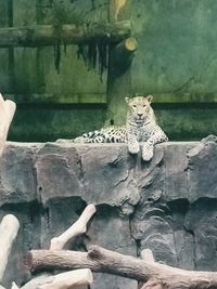 Portrait of cat sitting on rock