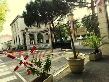 Potted plants on street against building