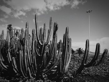 Cacti growing on field against sky