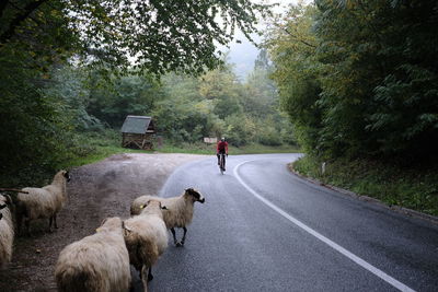 Cyclist on bike with sheep on road