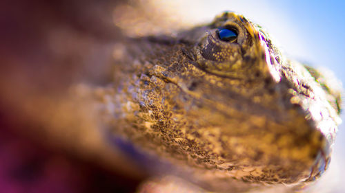 Close-up of lizard