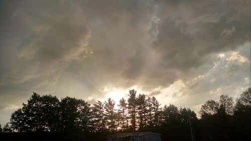 Low angle view of trees against sky