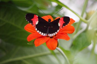 Close-up of butterfly on red flower