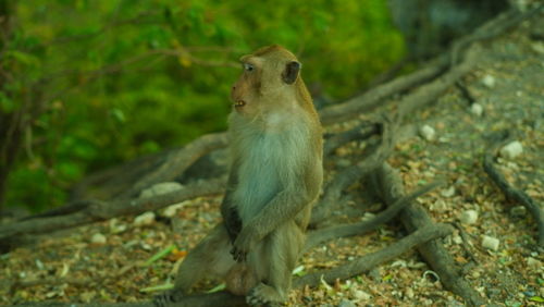 Close-up of squirrel on rock