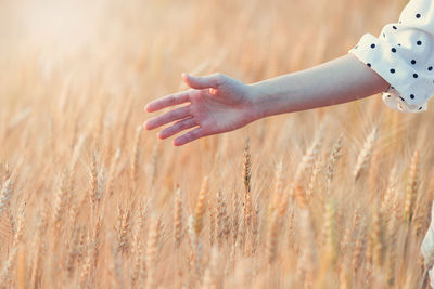 Cropped hand of woman touching wheat crops in field