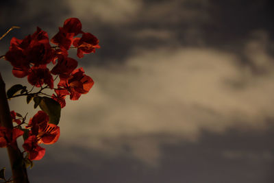 Close-up of red flowering plant against sky