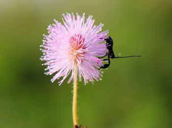 Close-up of insect pollinating on purple flower