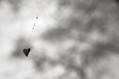 Low angle view of bird flying in sky