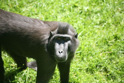 Portrait of mokey on field