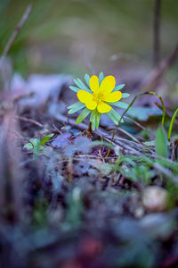 plant