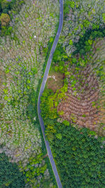 High angle view of agricultural field