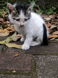 Portrait of white cat