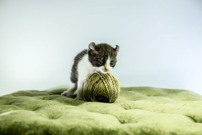 Portrait of a cat on bed