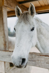 Close-up of horse