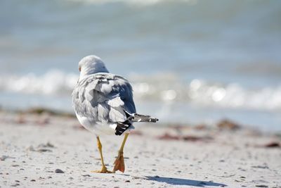 Seagull perching on sand at beach