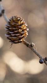 Close-up of a pinecone 