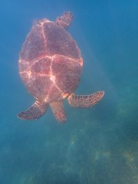 turtle